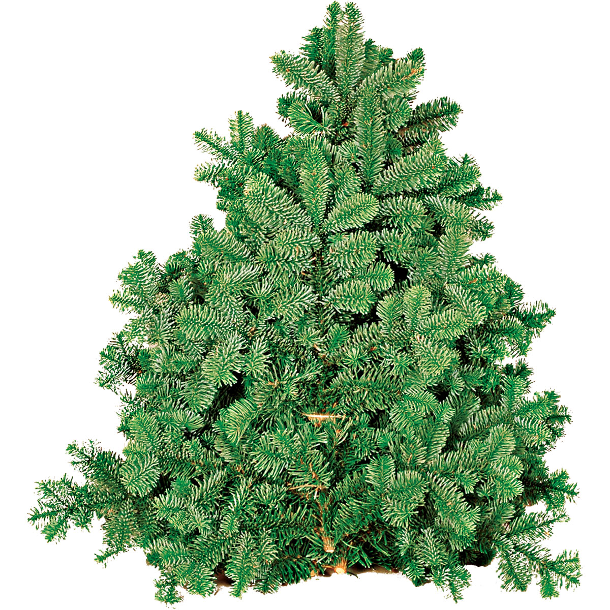 Plantiflor  Tannenzweige Nordmanntanne Bund 4 kg