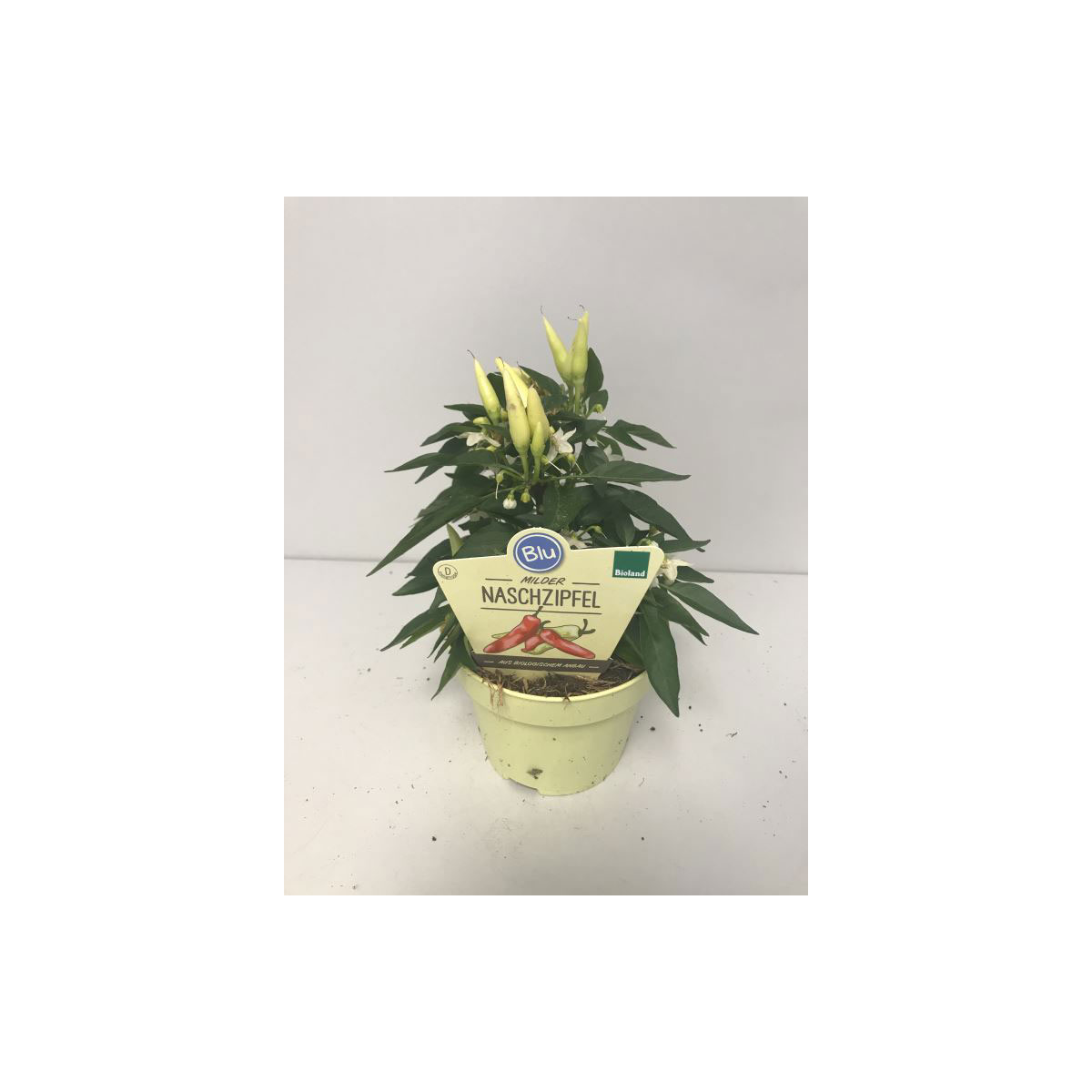 Plantiflor  Naschzipfel T12