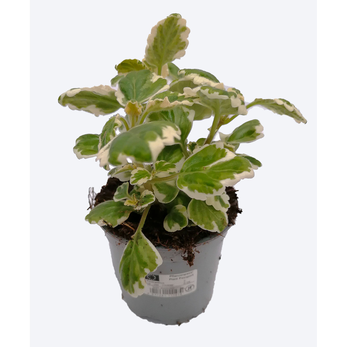 Plantiflor  Harfenstrauch T11