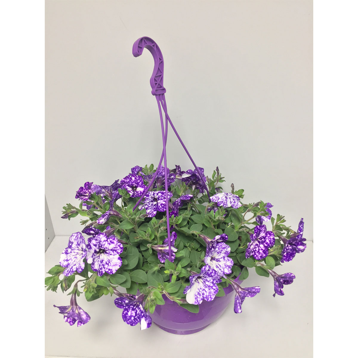 Plantiflor  Petunien-Ampel Night Sky T25