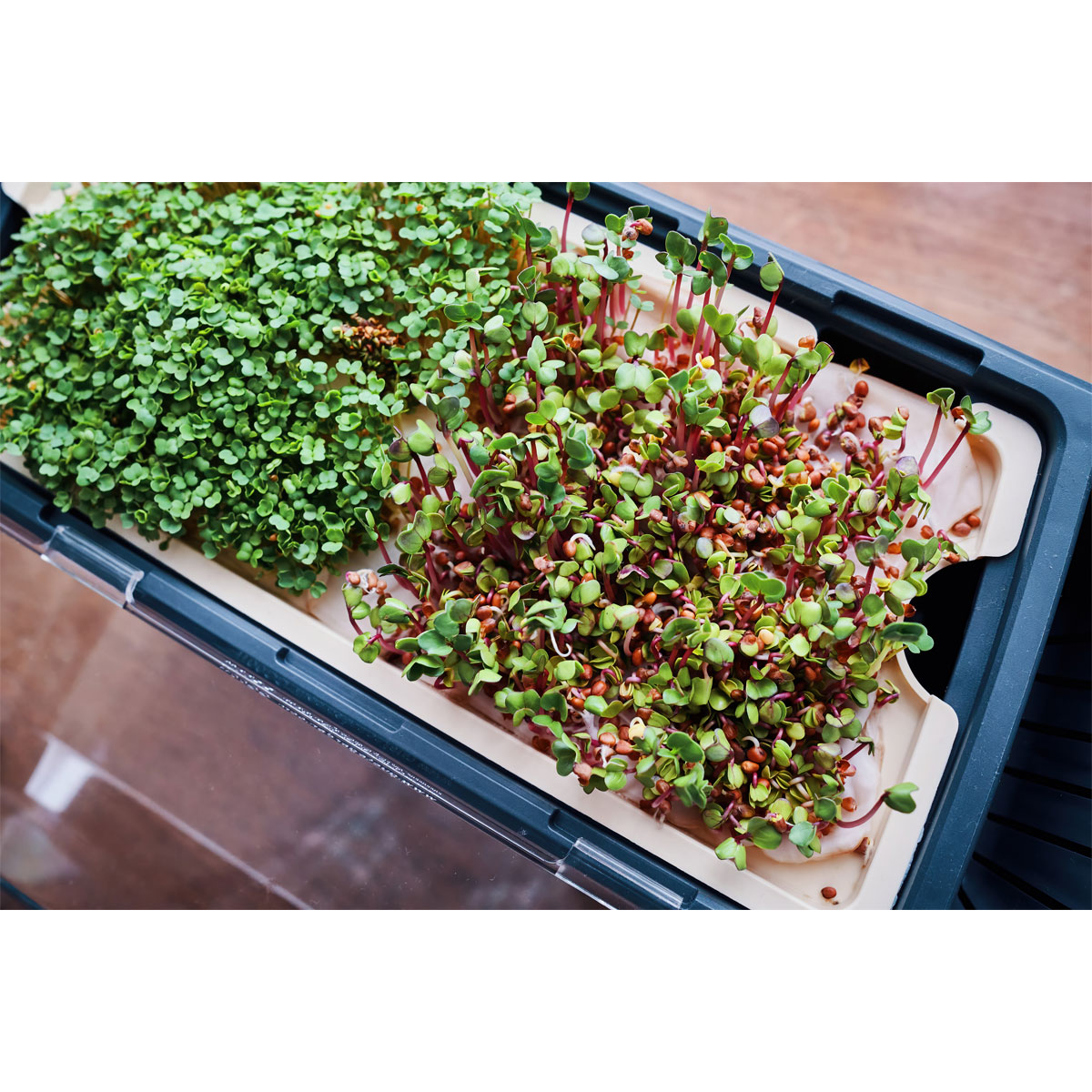 Anzuchtgefäß Harry Herbs mit Deckel weiß Bild 3