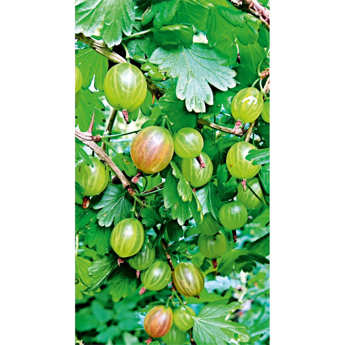 Plantiflor  Stachelbeerstrauch gelb Topf Durchmesser 17 cm