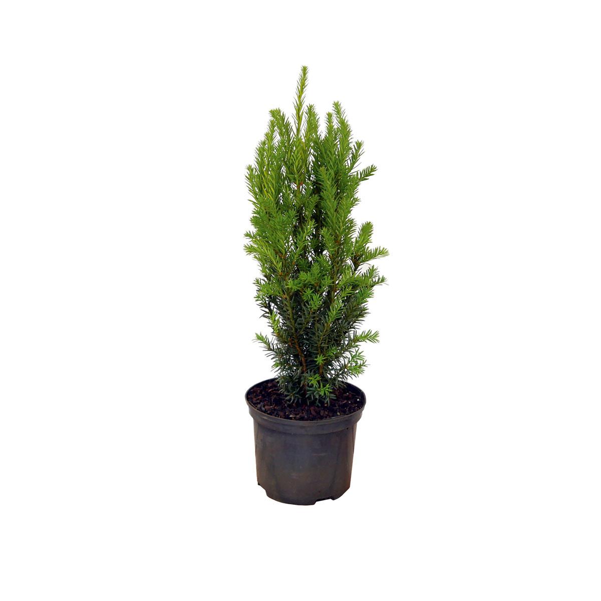 Plantiflor Fruchtlose Becher-Eibe Schirmform Topf Durchmesser 17 cm
