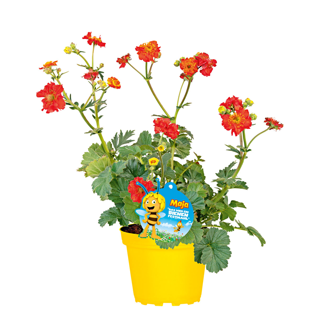 Plantiflor  Stauden-Mix Biene Maja Topf- Durchmesser 13 cm Bild 3