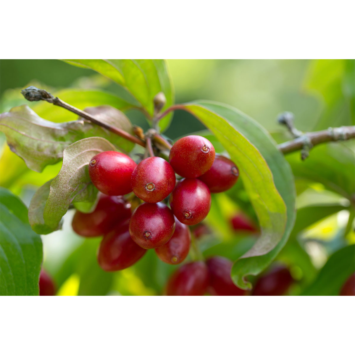 Plantiflor Kornelkirsche Kost und Logis Topf Durchmesser 23 cm