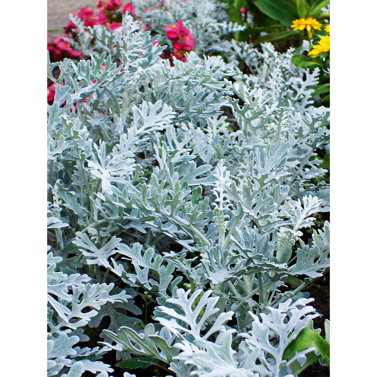 Plantiflor  Silberblatt Topf Durchmesser 9 cm Bild 2