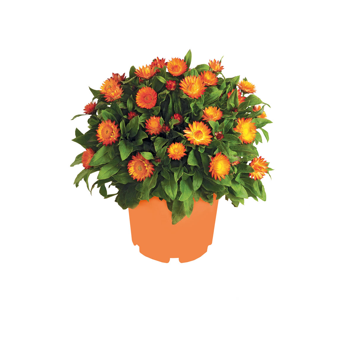 Plantiflor  Strohblume Topf Durchmesser 12 cm