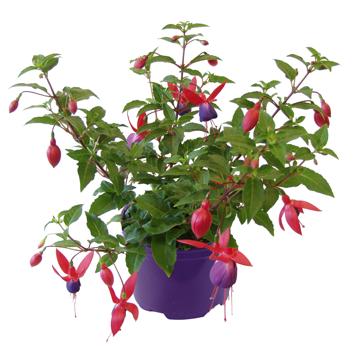Plantiflor  Fuchsie hängend Topf Durchmesser 12 cm