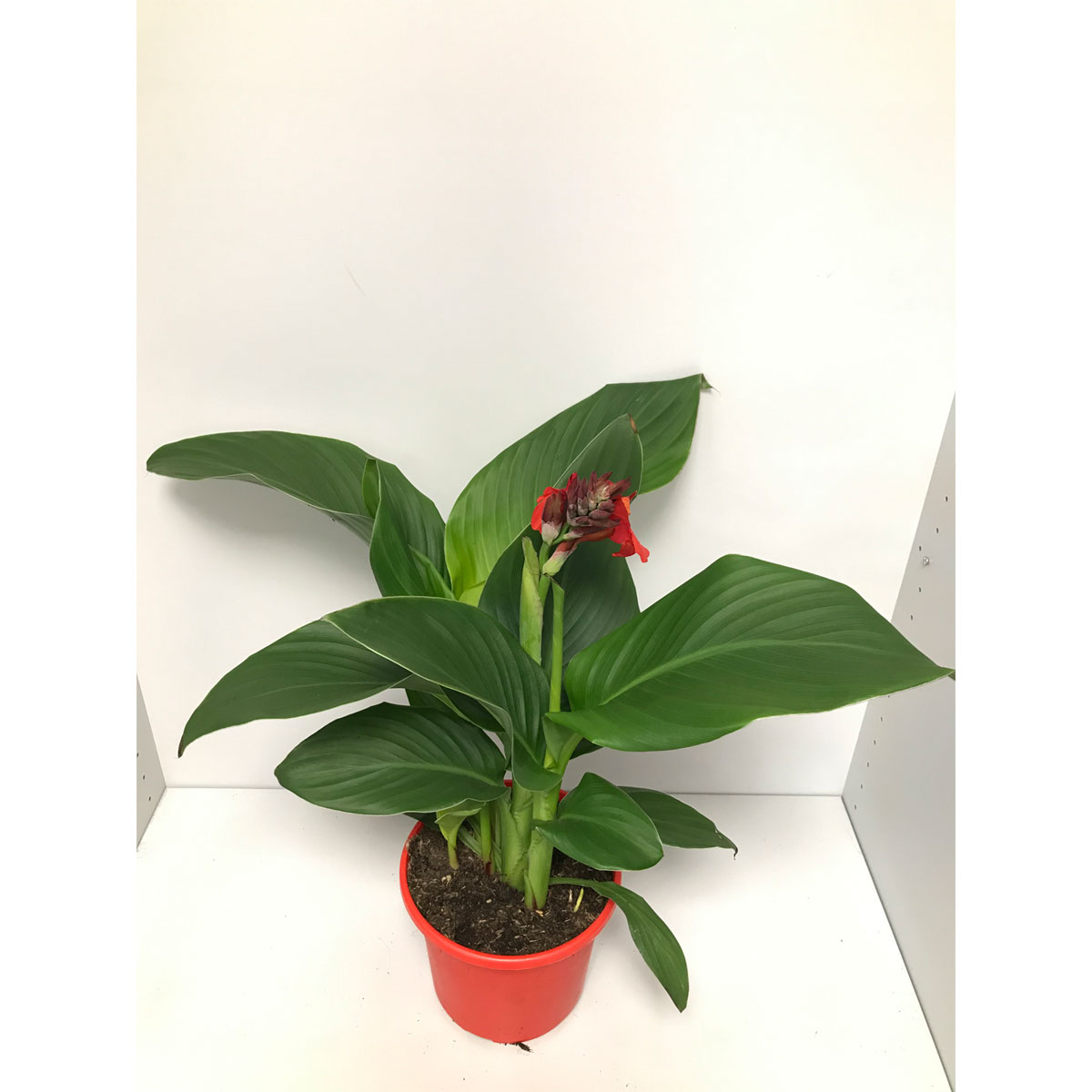 Plantiflor  Indisches Blumenrohr T19