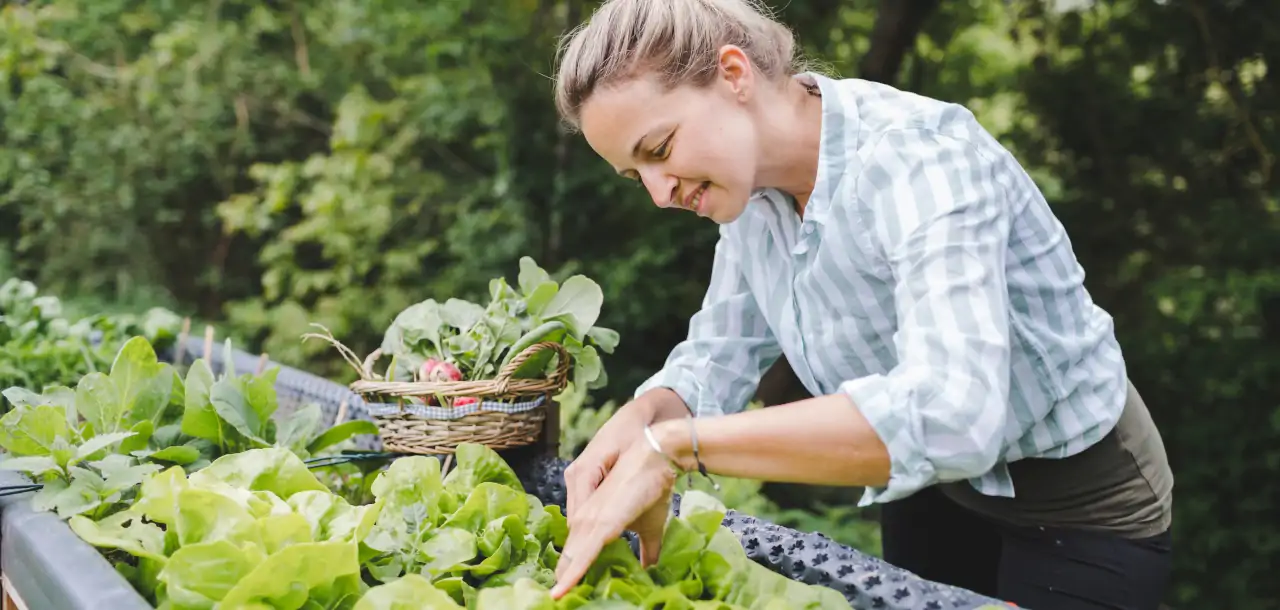 Eine Frau erntet frisches Gemüse im Garten.