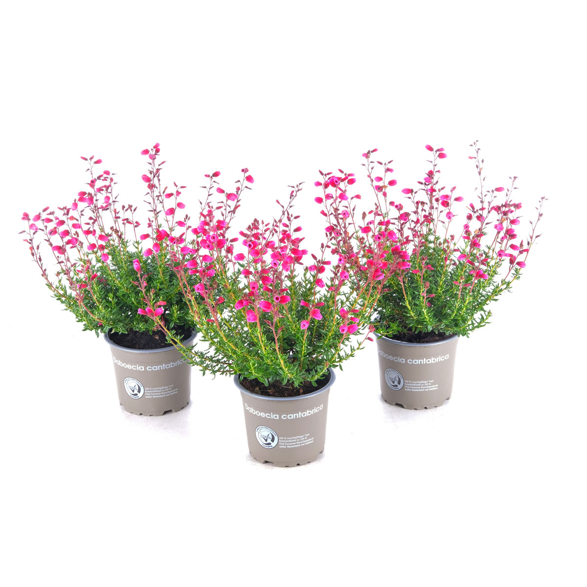 Glockenheide Topf- Durchmesser 11 cm