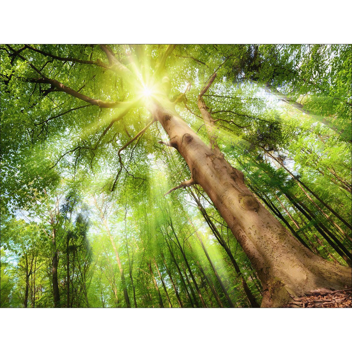 Canvas-Art Wald 60 x 80 cm