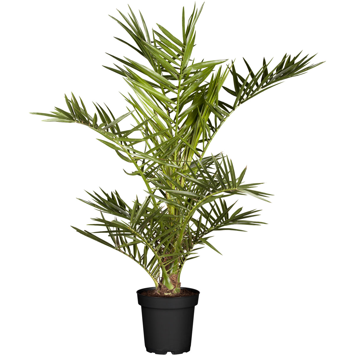 Plantiflor  IMPO Phoenix canariensis T19