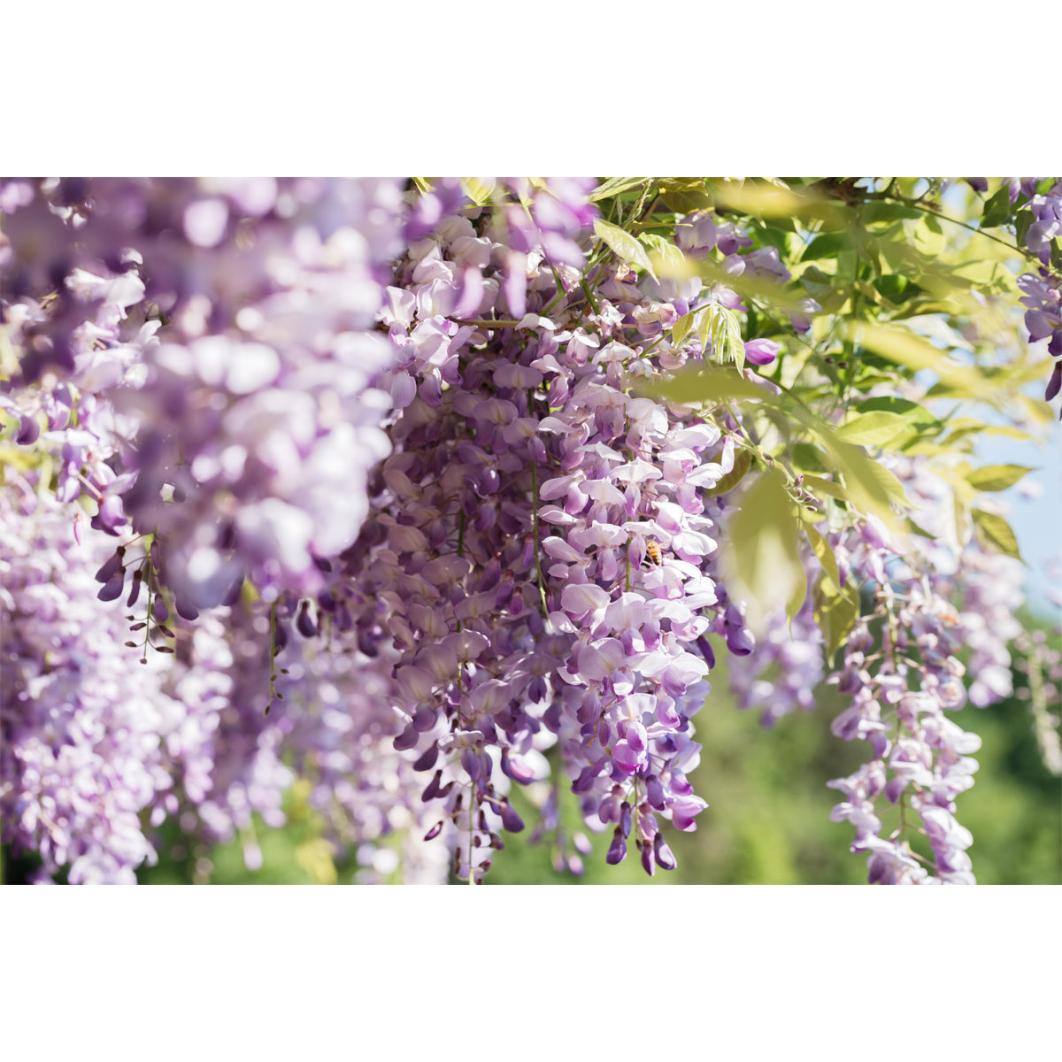 Plantiflor Chinesischer Blauregen Topf Durchmesser 17 cm