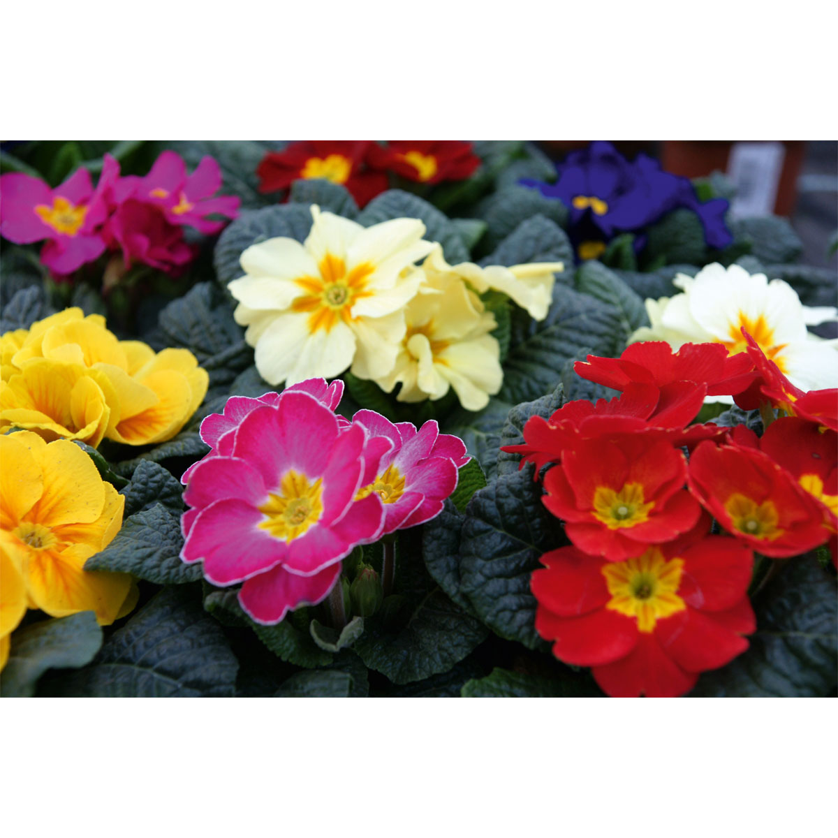 Plantiflor  Primel Topf Durchmesser 10,5 cm Bild 7