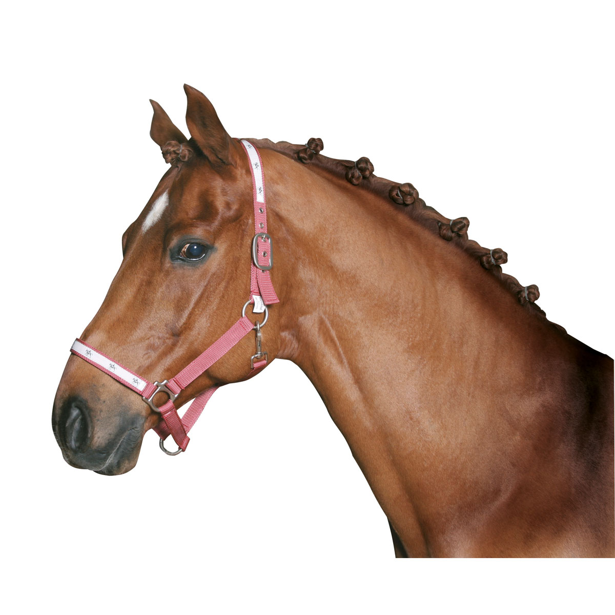 Mähnengummi weiß 800 Stück Bild 2