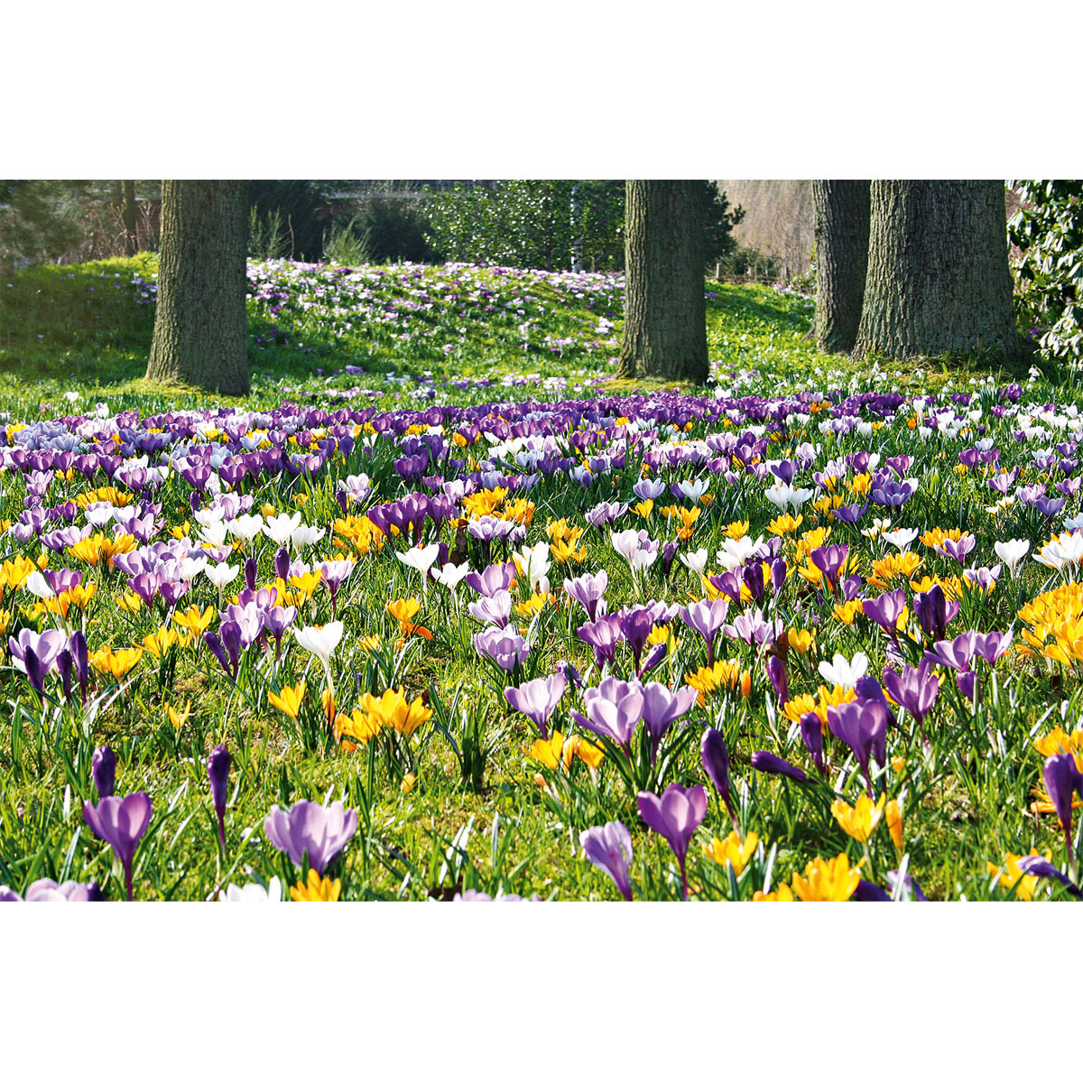 Plantiflor Krokus Crocus-Hybride Topf Durchmesser 10,5 cm Bild 2