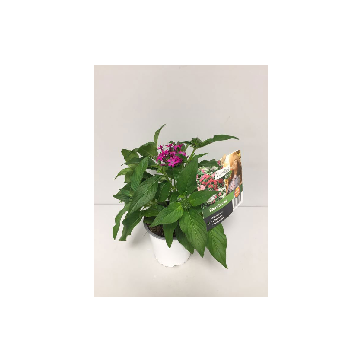 Plantiflor Sternblume Topf Durchmesser 13 cm