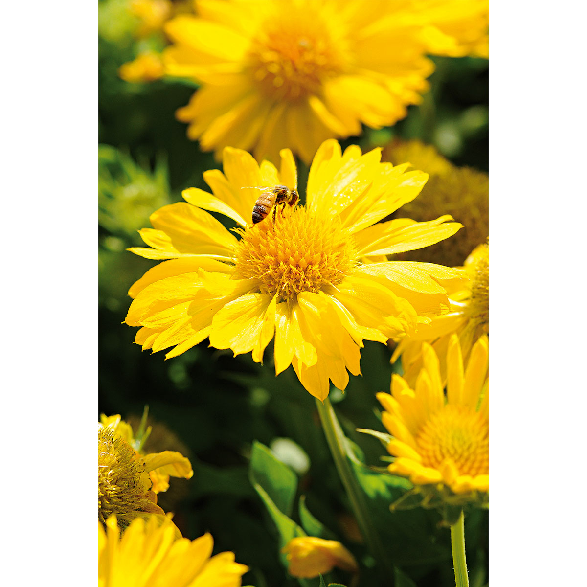 Plantiflor  Staudenmix Indian Summer Topf Durchmesser 13 cm