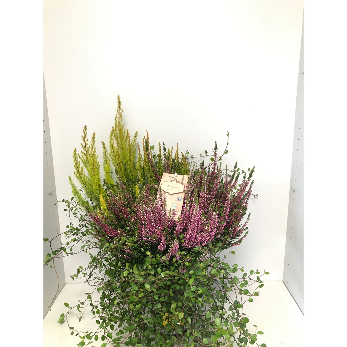 Plantiflor  Heide-Mix T20