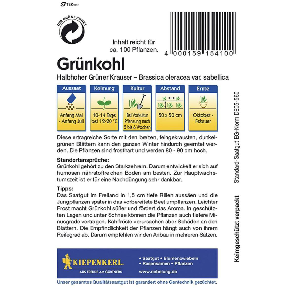 Kiepenkerl Grünkohl Halbhoher grüner krauser Bild 2