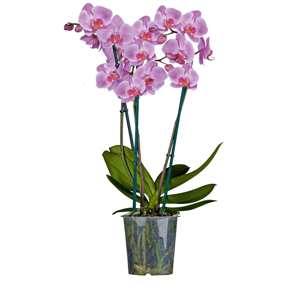 Plantiflor  Schmetterlings-Orchidee 3-Trieber Topf Durchmesser 12 cm Bild 2