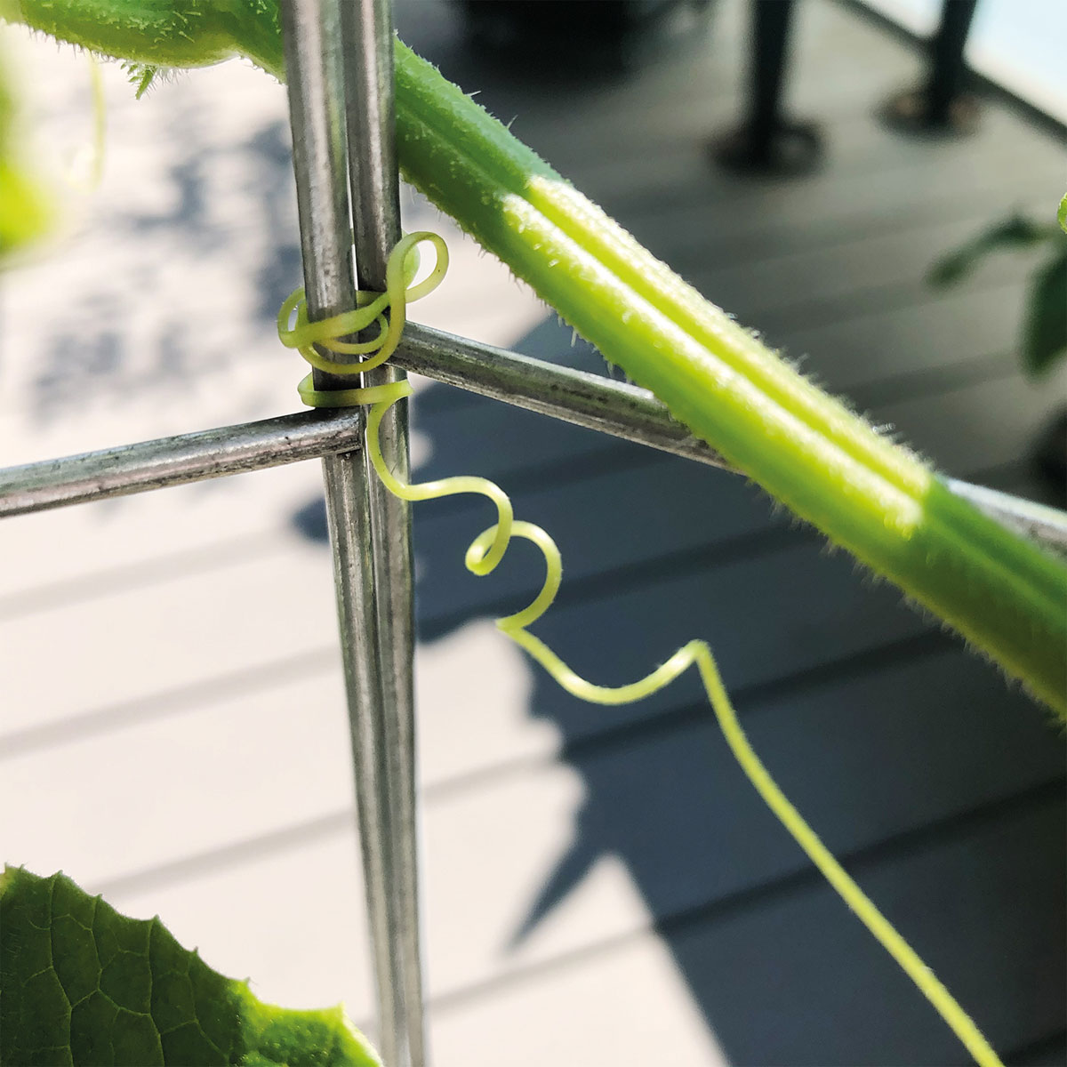 Gurkenturm 120 cm Bild 6