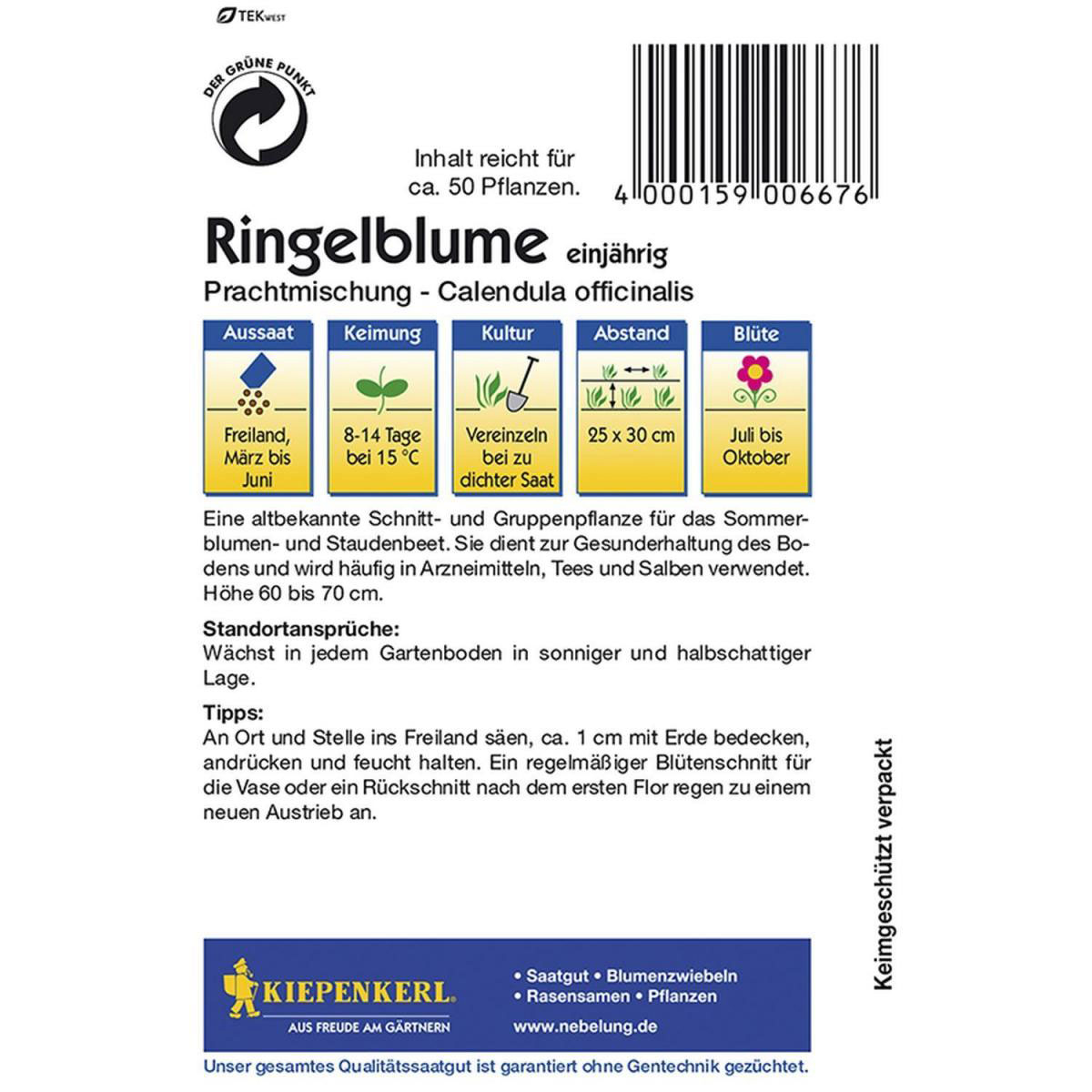 Kiepenkerl Ringelblume Calendula Bild 2