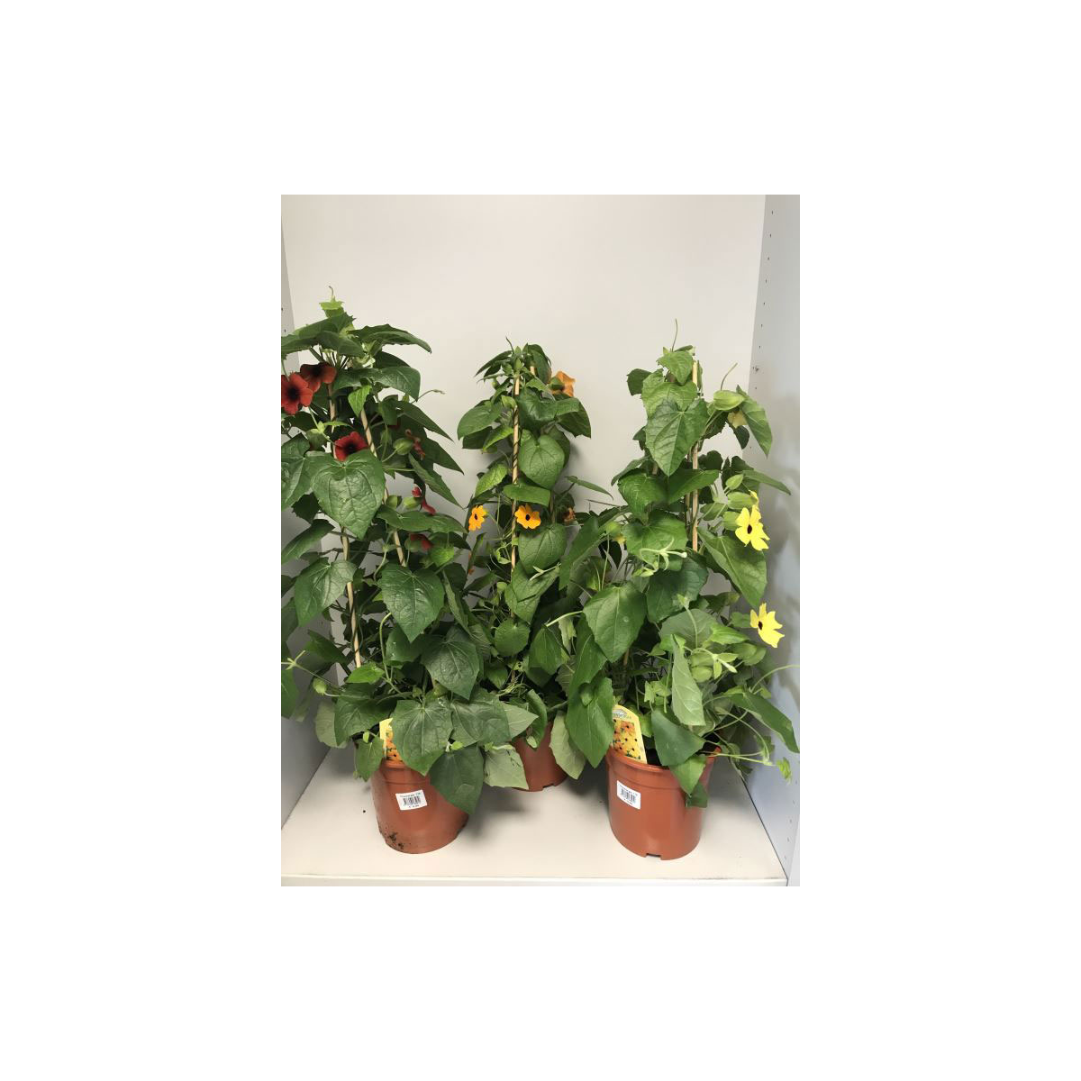 Plantiflor  Thunberigen Pyramide verschiedene Farben T19