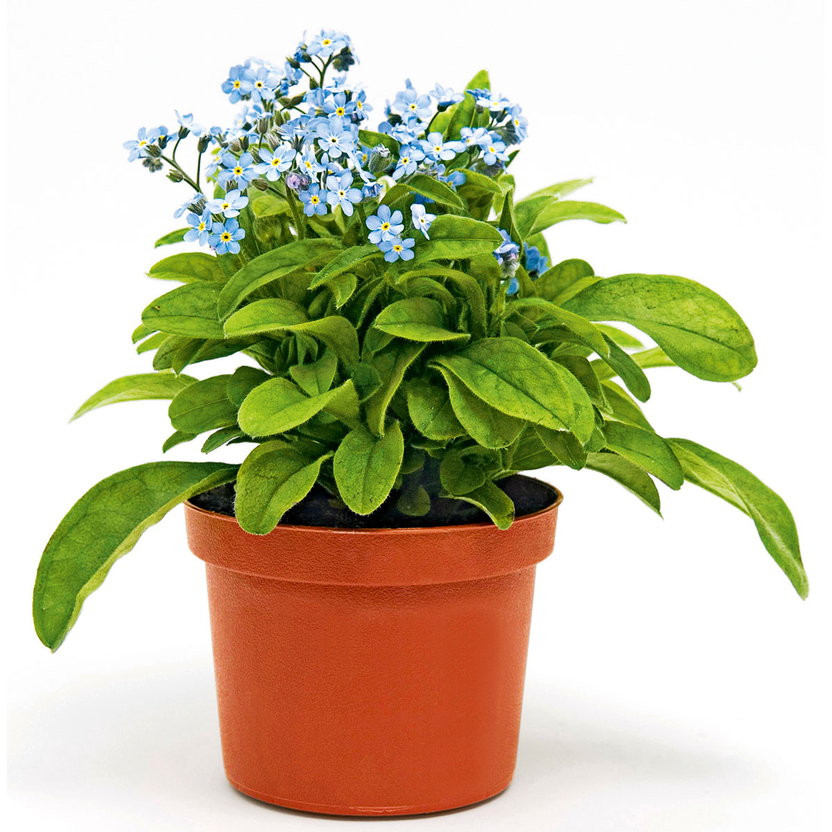 Plantiflor  Vergissmeinnicht im Topf Durchmesser 11 cm