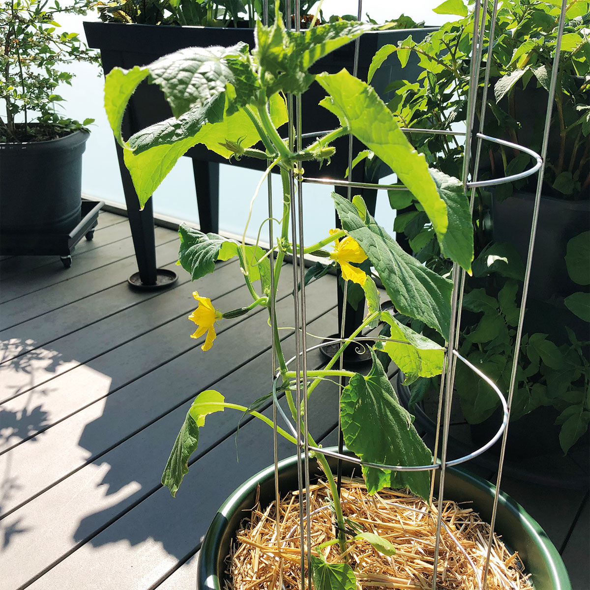 Gurkenturm 120 cm Bild 3