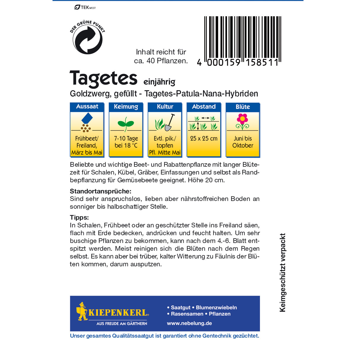 Kiepenkerl Tagetes Goldzwerg Bild 2