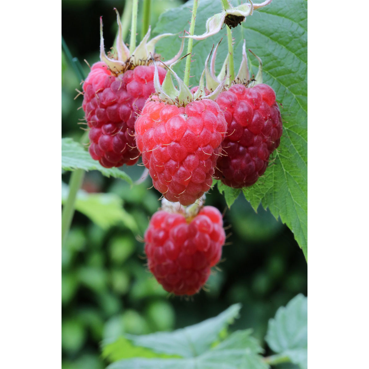 Plantiflor Himbeere Tulameen Topf Durchmesser 17 cm