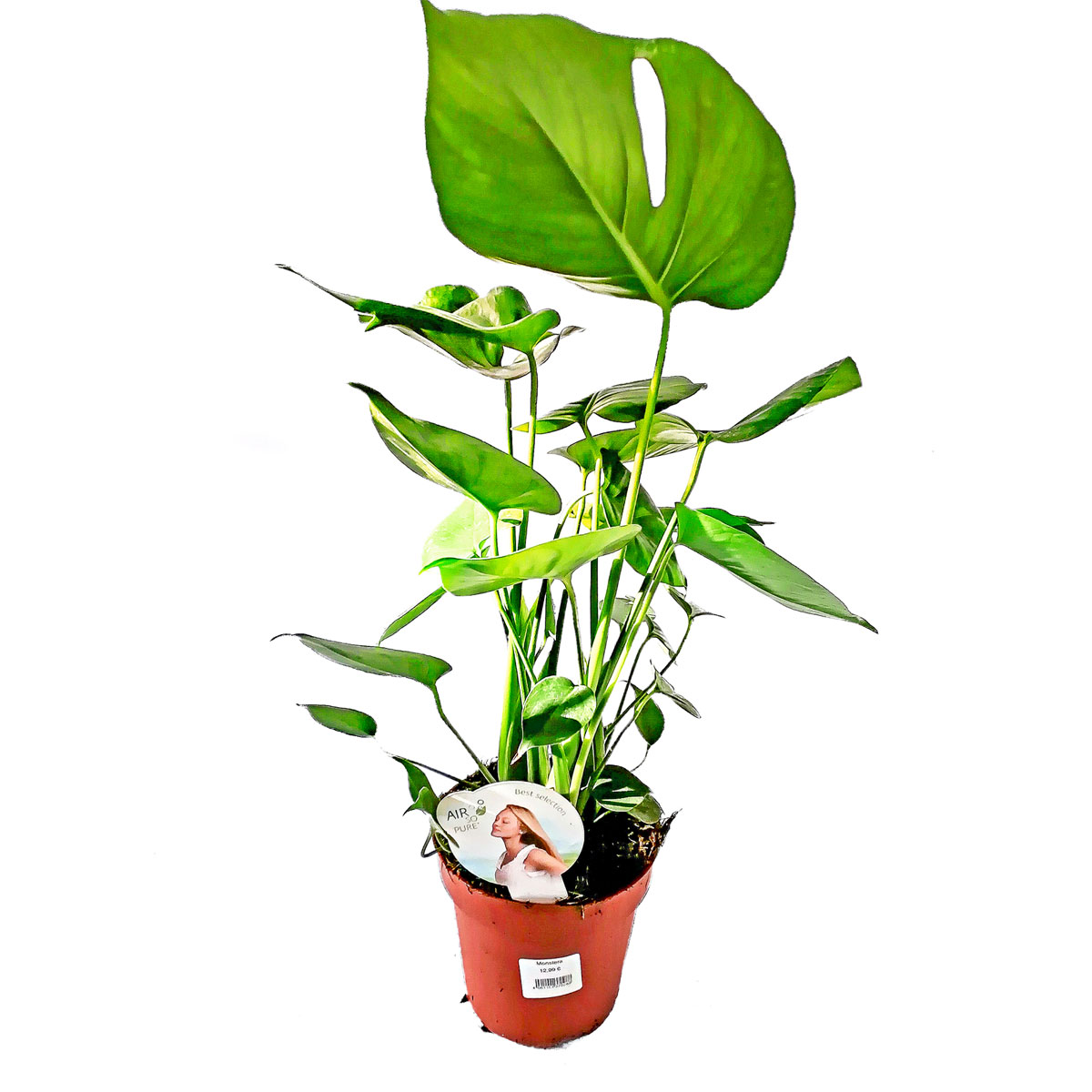 Plantiflor  Fensterblatt 45-50 cm T 14