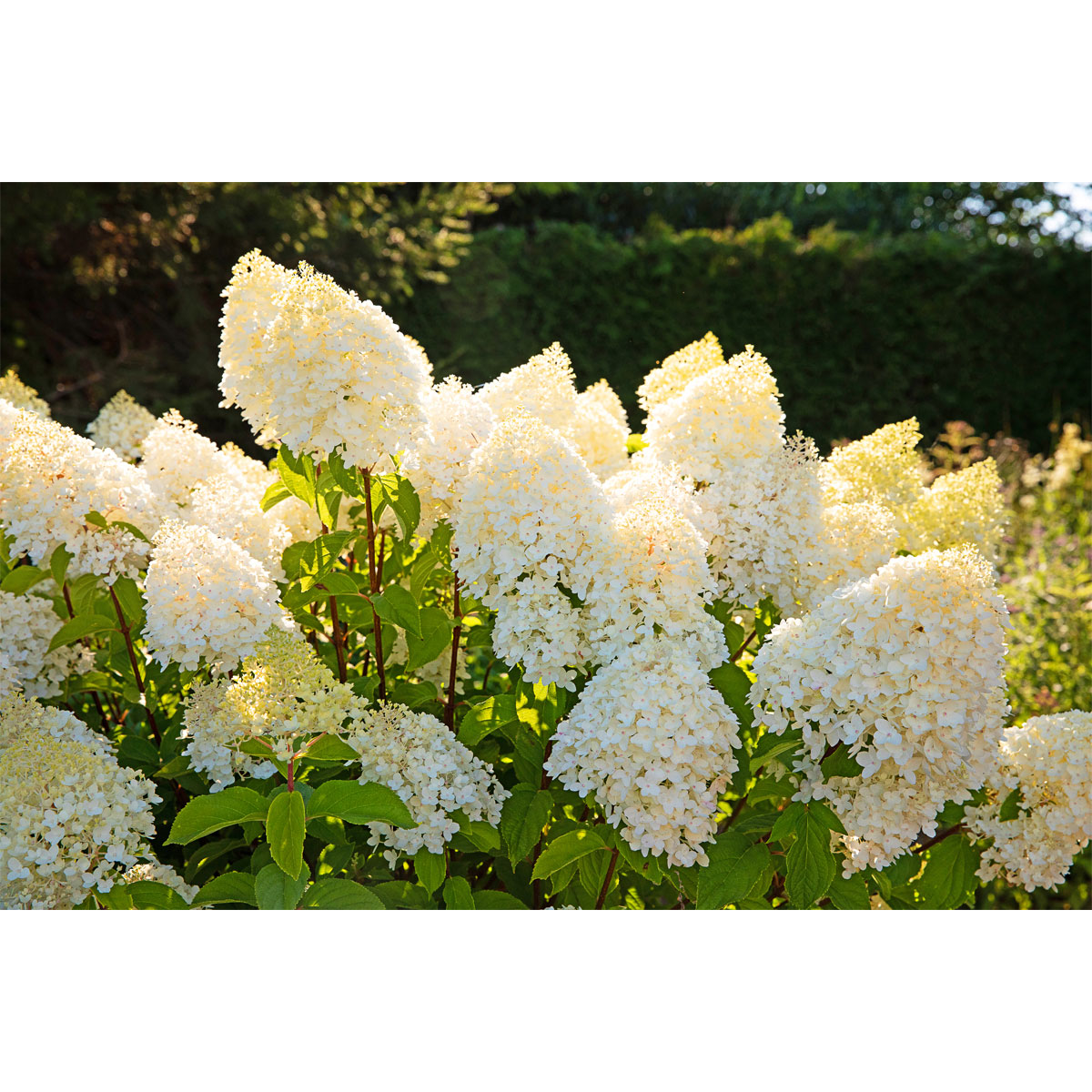 Rispenhortensie Living Creations Topf- Durchmesser 23 cm Bild 2