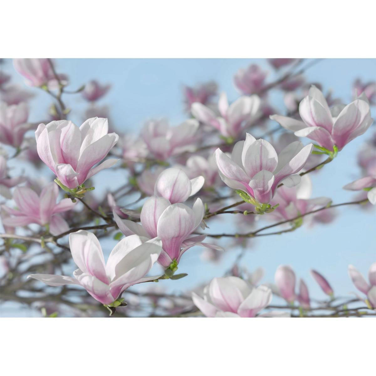 Komar Papier-Fototapete Magnolia 8-teilig 368 x 254 cm