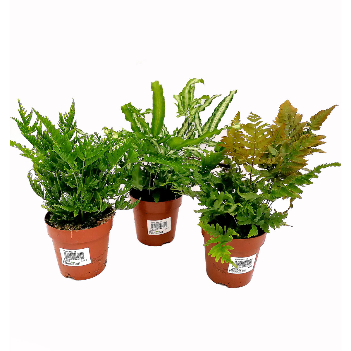 Plantiflor  Farn-Mix T12