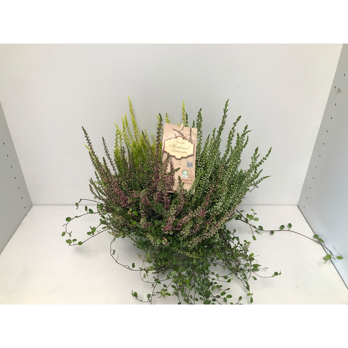 Plantiflor  Heide-Mix T14