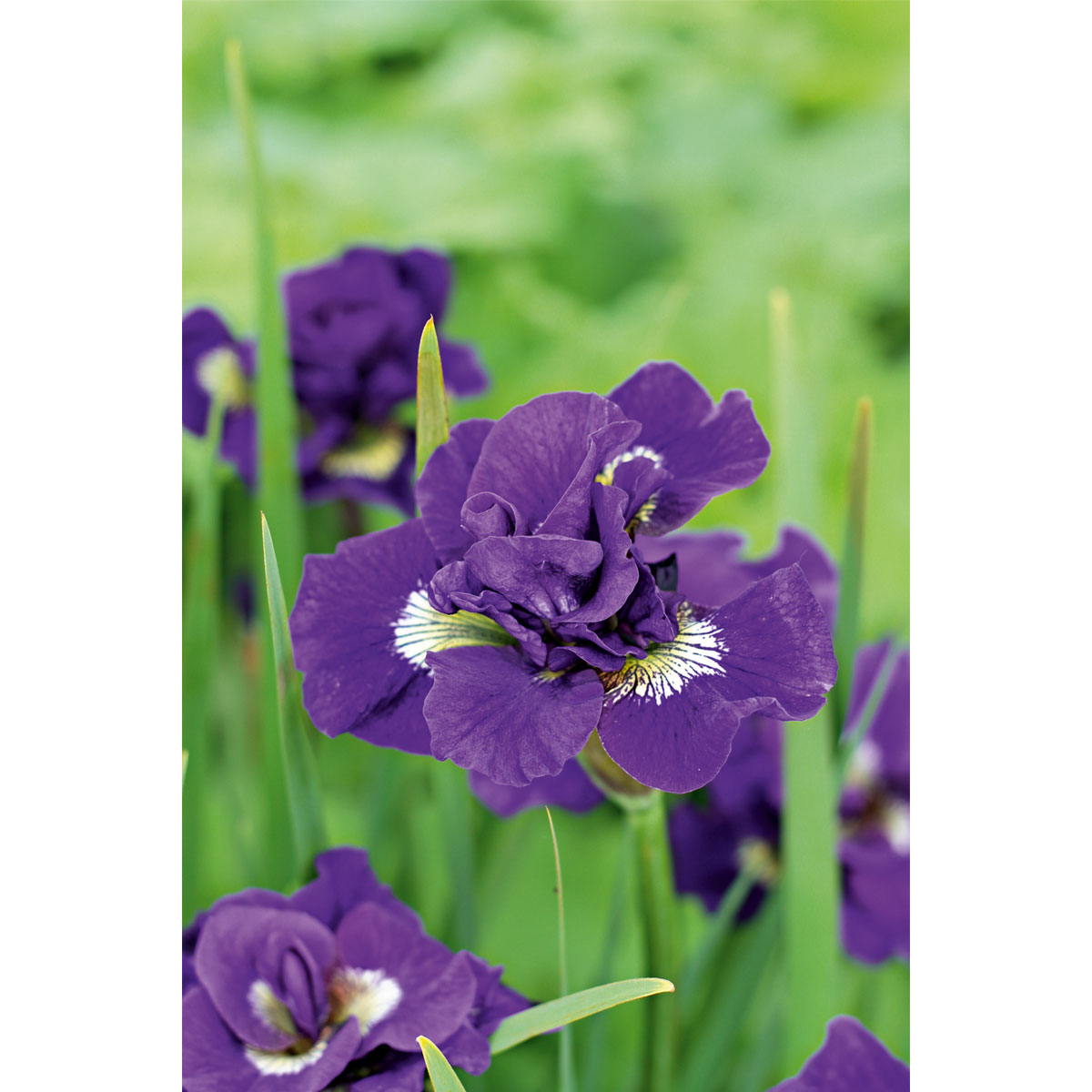 Plantiflor Blumenzwiebel Netzblatt-Iris Iris reticulata Topf Durchmesser 10,5 cm
