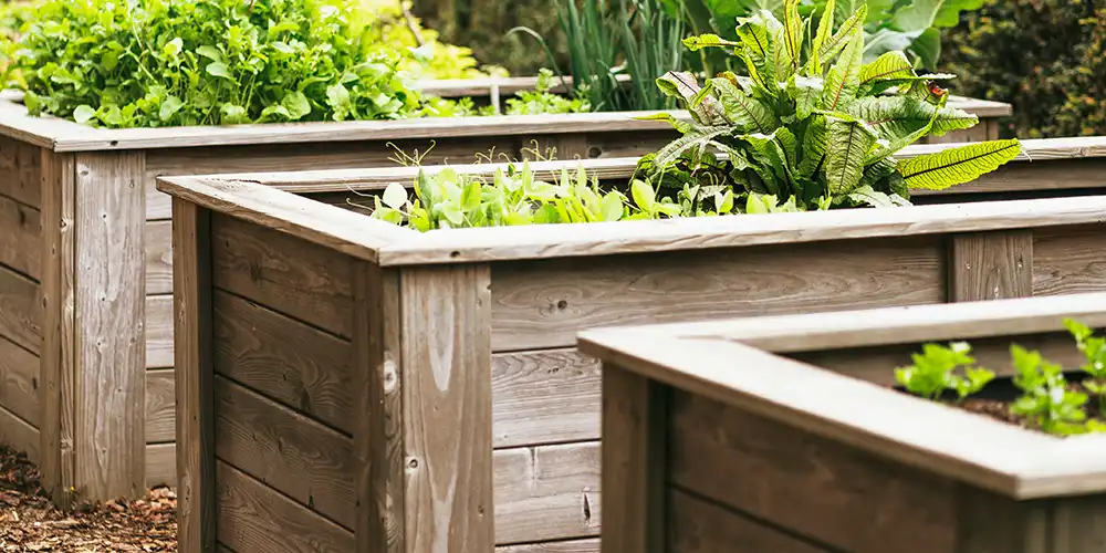 Grüne Gemüsepflanzen wachsen in mehreren Hochbeeten aus Holz.