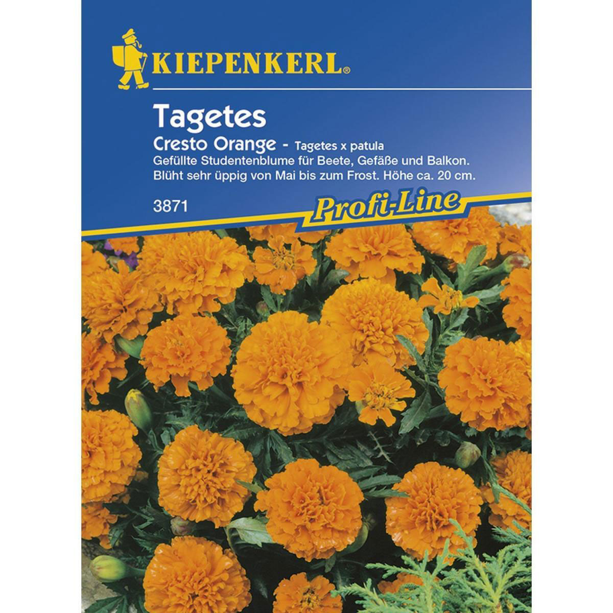 Kiepenkerl Tagetes patula Cresto Orange Profi-Line