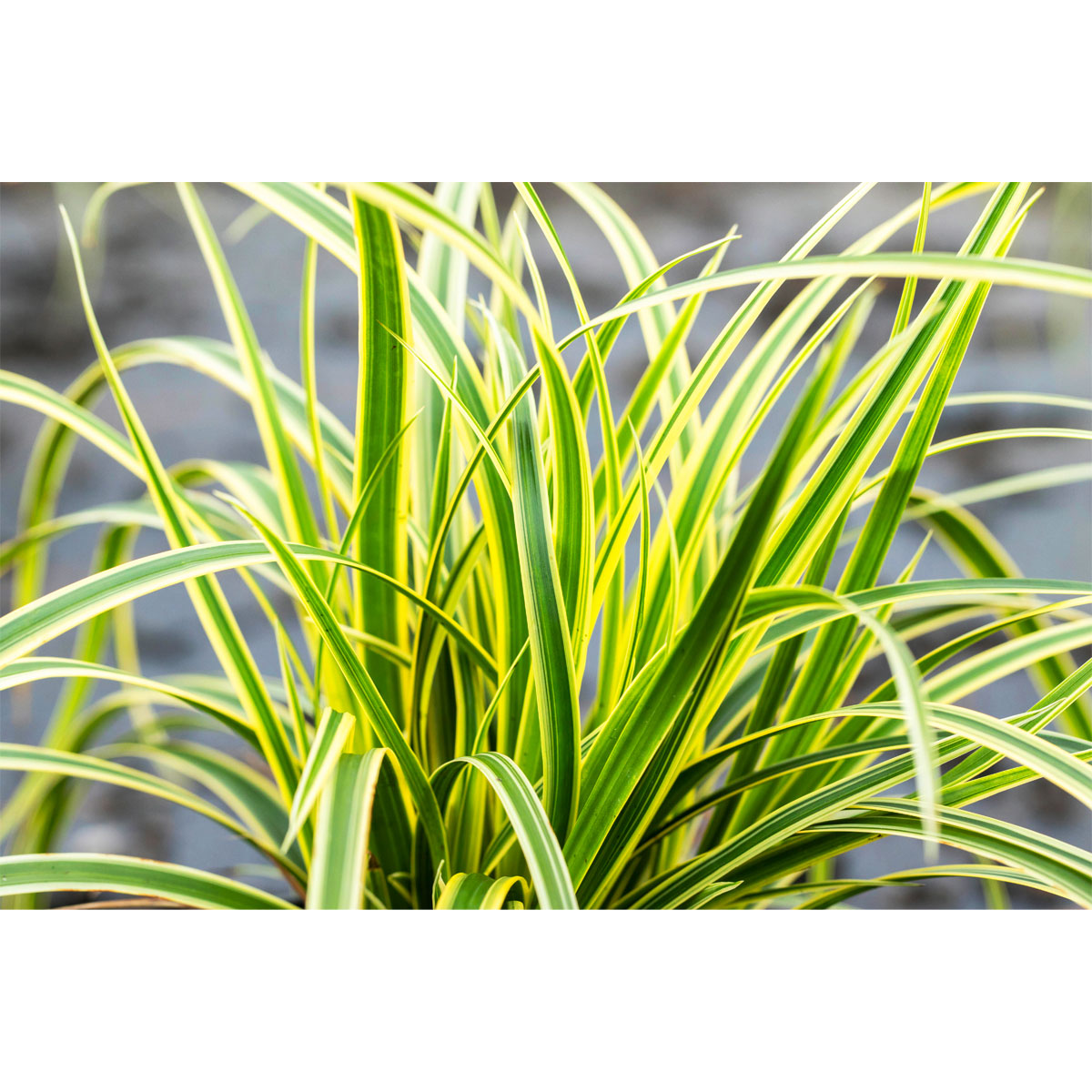 Plantiflor  Ziergräser Durchmesser 17 cm versch Sorten Bild 3