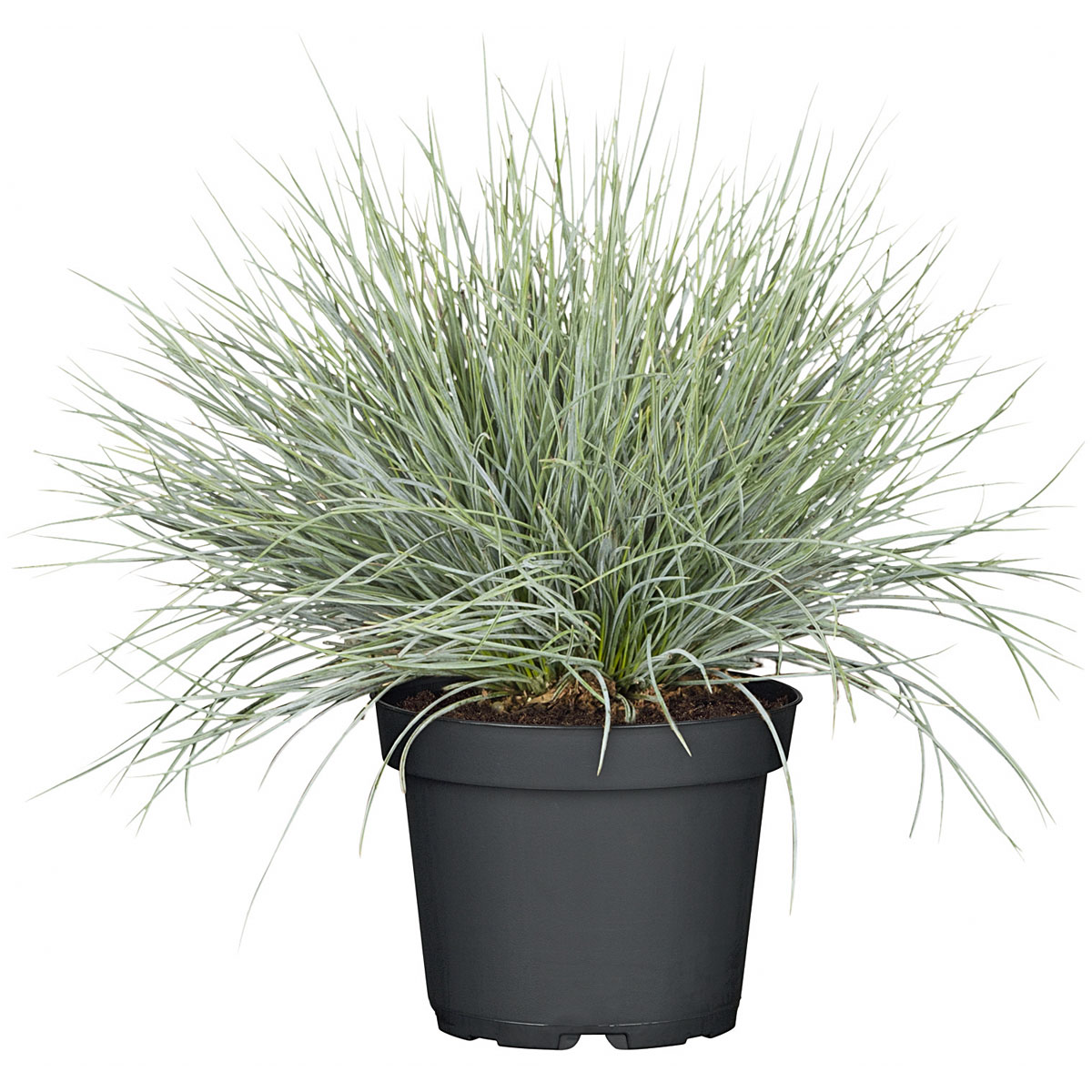 Plantiflor Herbstpflanzen Silberner Herbst 6er-Pack