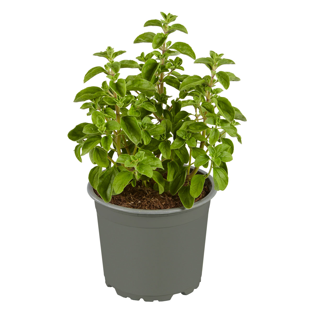 Plantiflor  Gourmetkräuter Majoran Topf 12 cm
