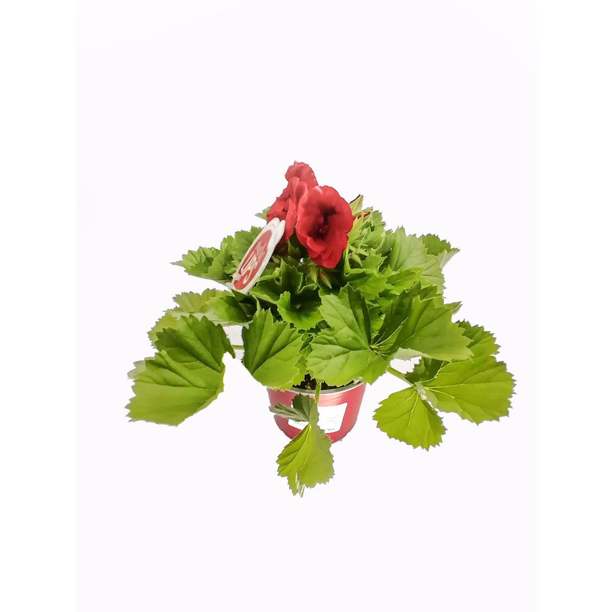 Plantiflor  Edelgeranie rot T12