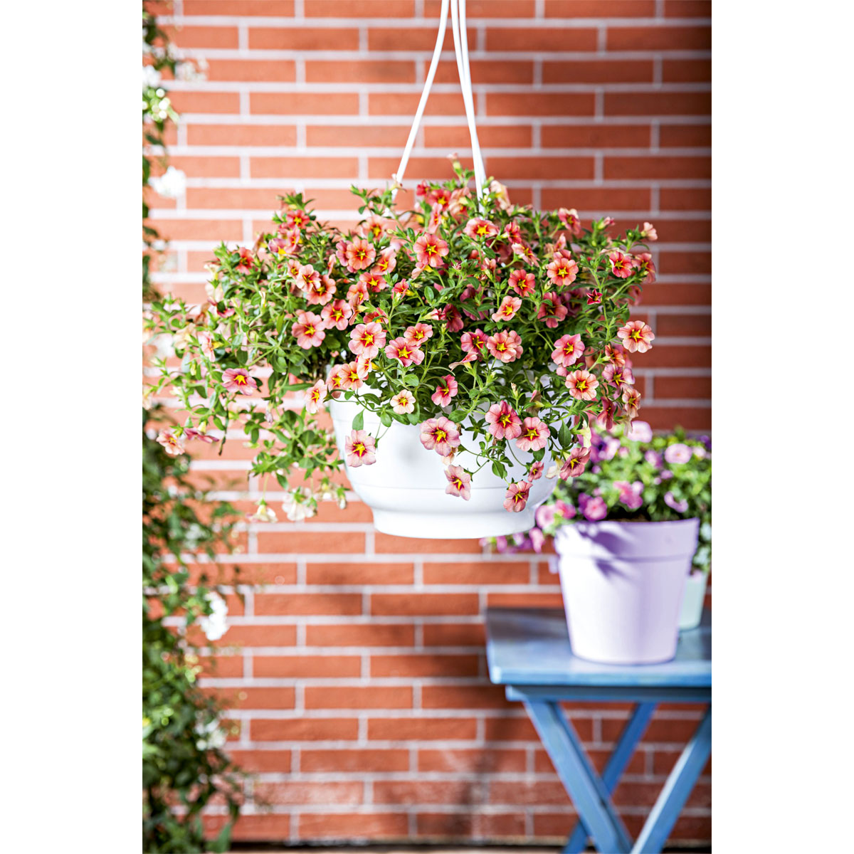 Plantiflor  Zauberglöckchen, Topf Ø 13 cm Bild 7