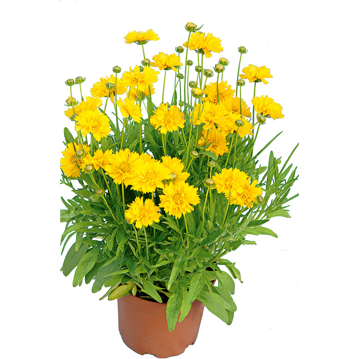 Plantiflor Großblumiges Mädchenauge P19