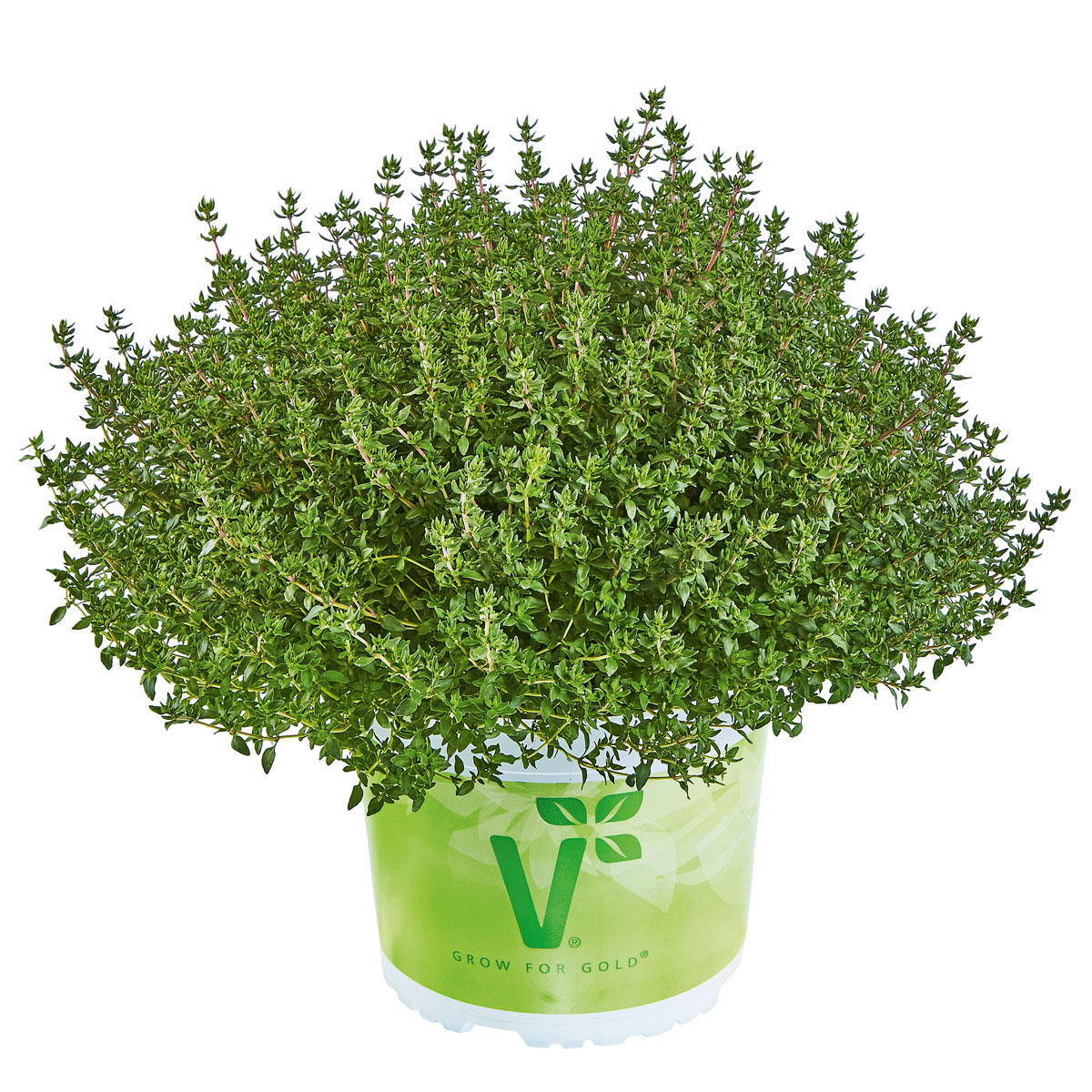 Plantiflor Thymian T14