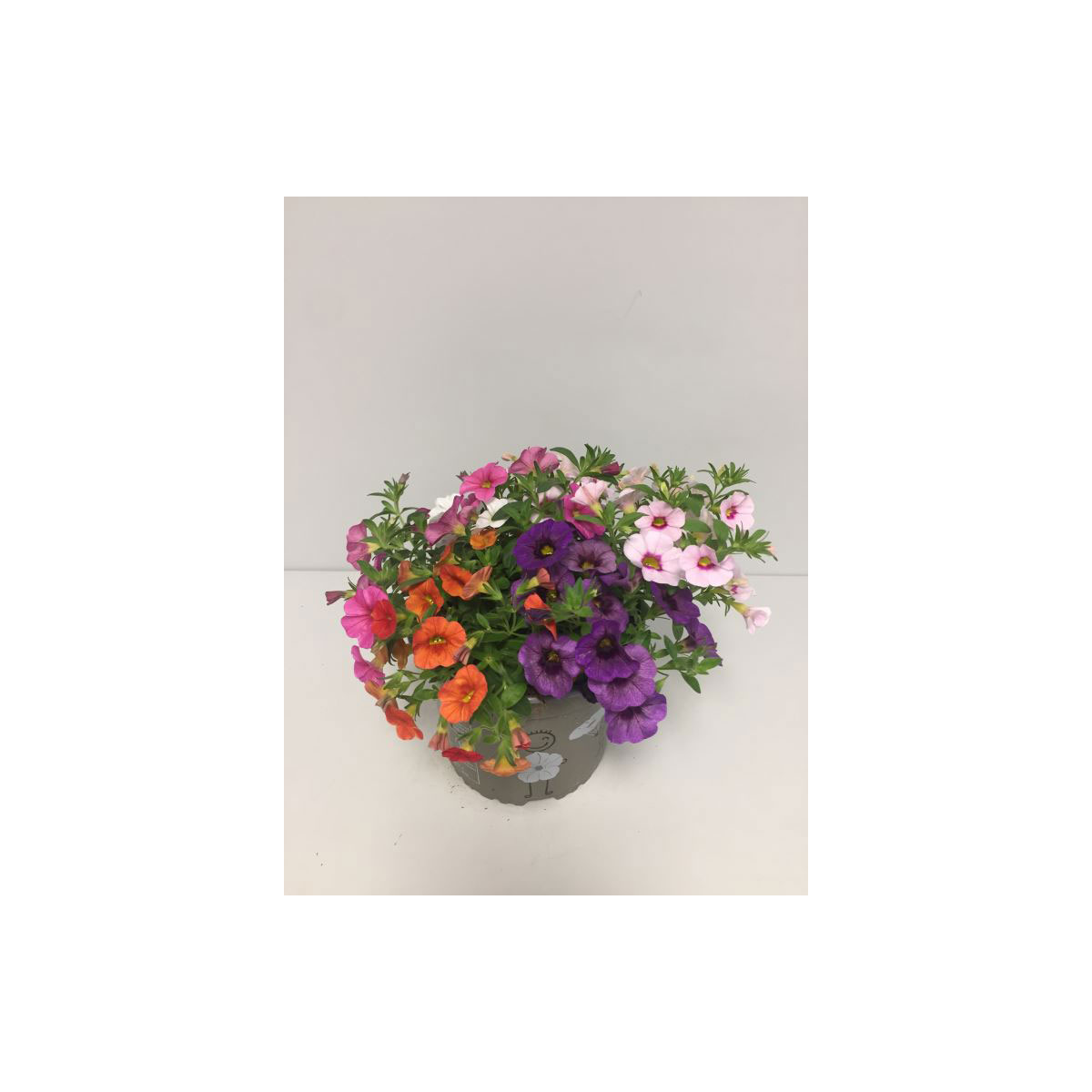 Plantiflor  Tauberglöckchen 5 Freunde T15