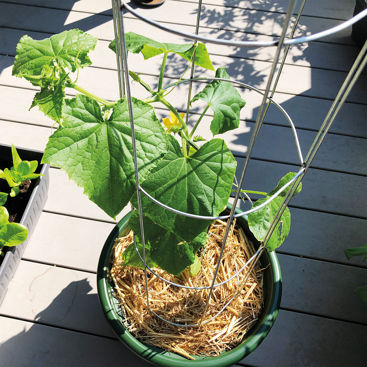 Gurkenturm 120 cm Bild 2